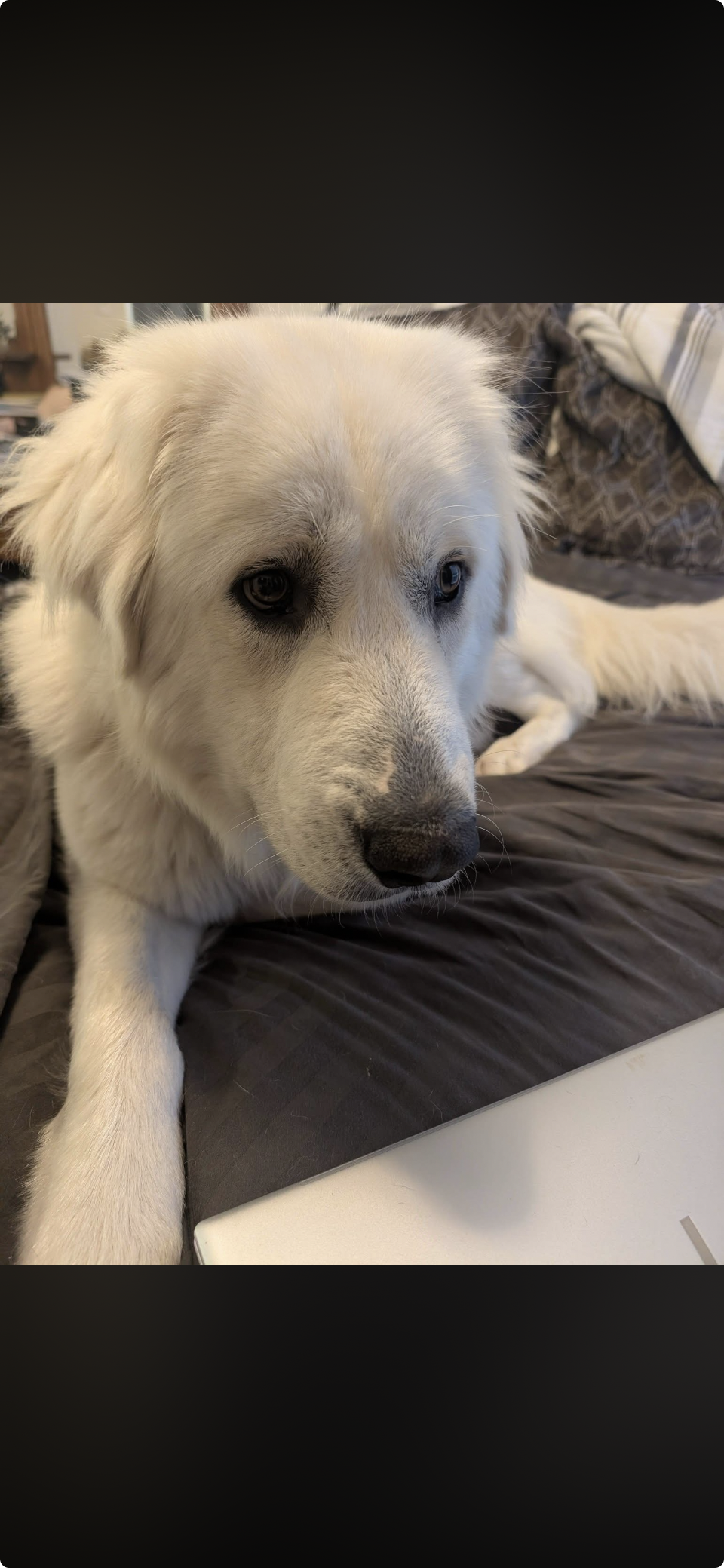JJ Bear